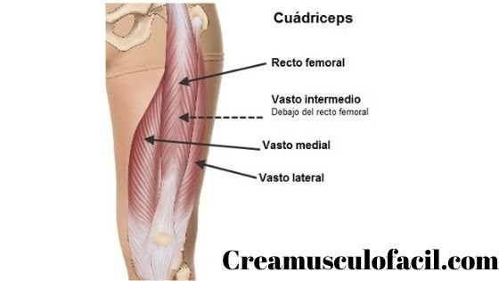 Músculos implicados en las extensiones de piernas
