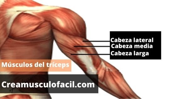 Músculos del brazo implicados en los jalones de tríceps