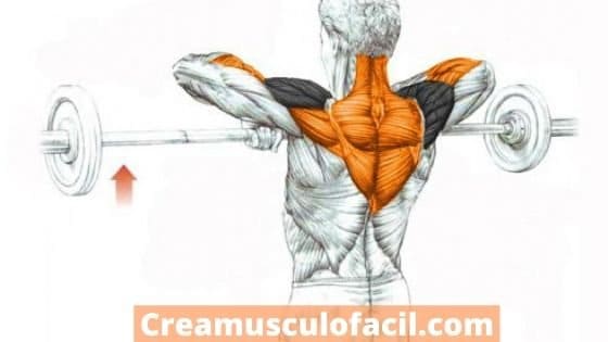 Músculos implicados en el remo al cuello o al mentón